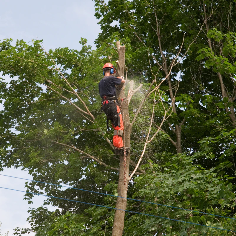 About Map Tree Trimming