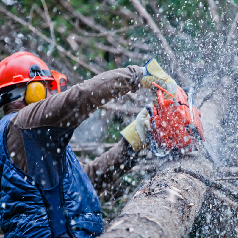 About Sticky Tree Removal