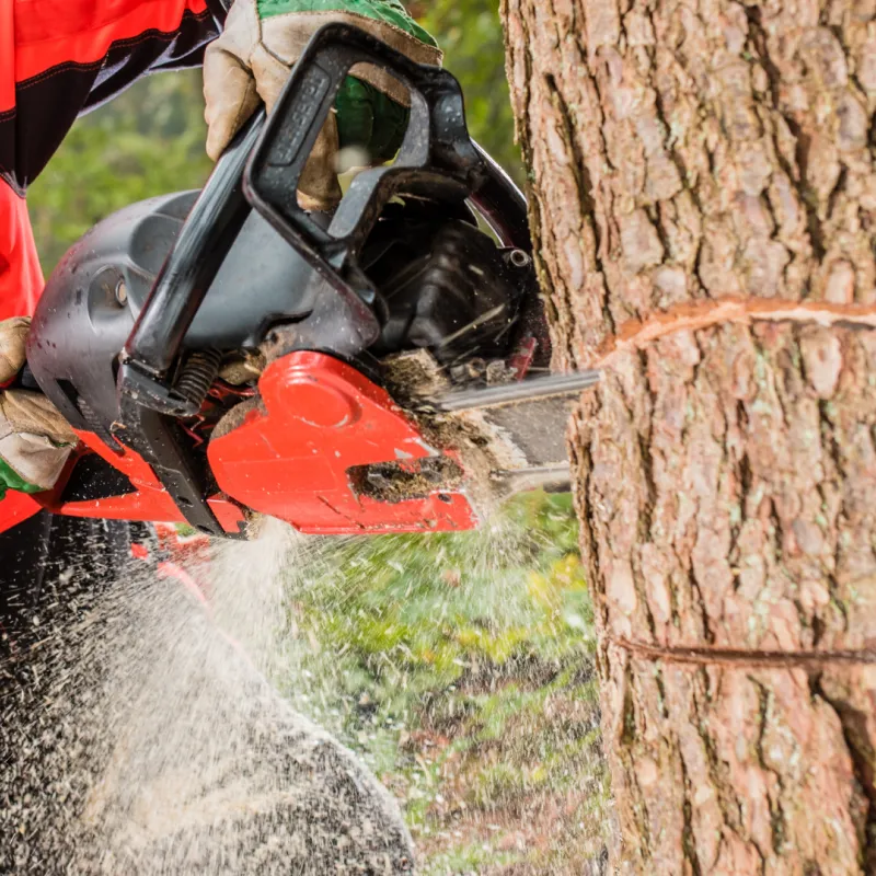 CLP tree cutting